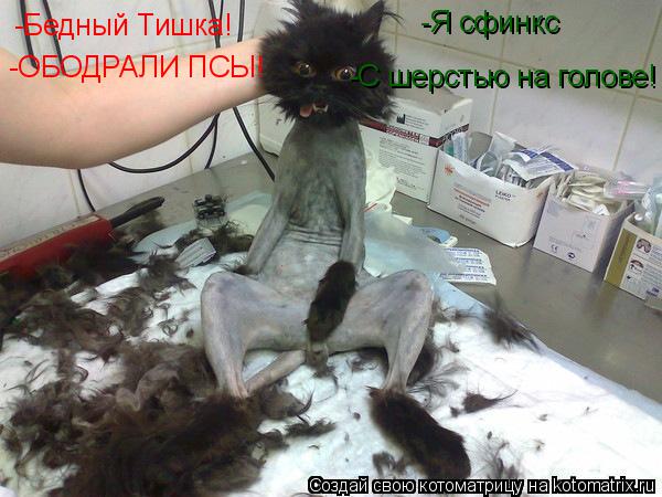 Котоматрица: -Бедный Тишка! -ОБОДРАЛИ ПСЫ! Я сфинкс с шерстью на ГОЛОВЕ!! -Я сфинкс -С шерстью на голове!