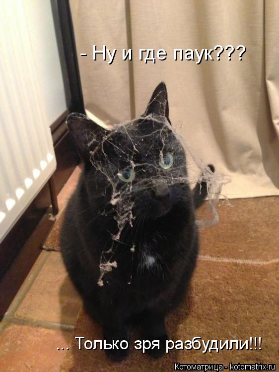 Котоматрица: - Ну и где паук??? ... Только зря разбудили!!!