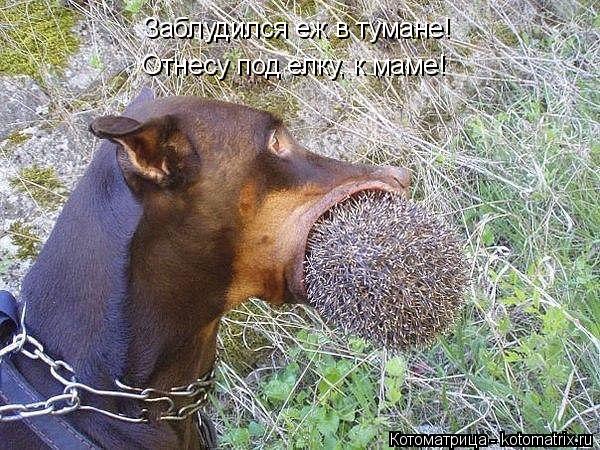 Котоматрица: Заблудился еж в тумане! Отнесу под елку, к маме!