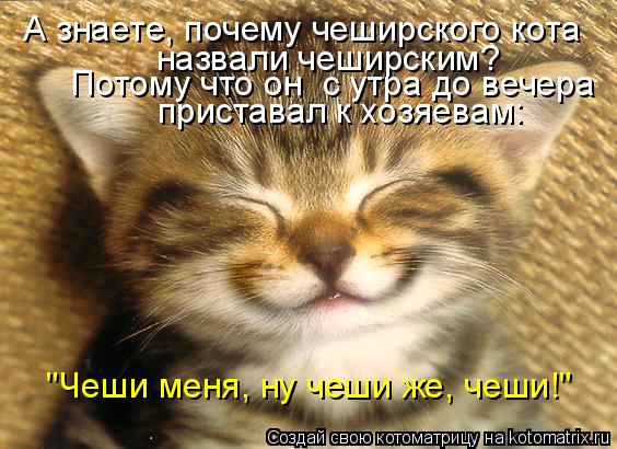 Котоматрица: А знаете, почему чеширского кота назвали чеширским? Потому что он  с утра до вечера приставал к хозяевам:  "Чеши меня, ну чеши же, чеши!"