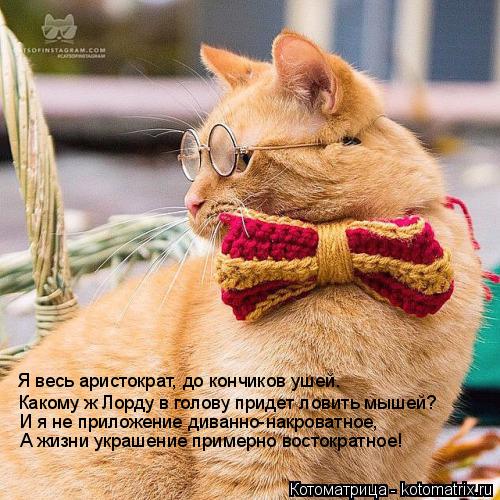 Котоматрица: Я весь аристократ, до кончиков ушей. Какому ж Лорду в голову придет ловить мышей? И я не приложение диванно-накроватное, А жизни украшение пр
