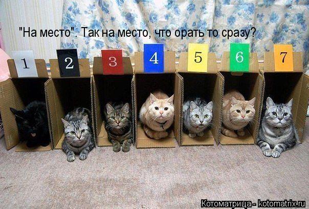 "На место". Так на место, что орать то сразу?... Котоматрица: "На место". Так на место, что орать то сразу?