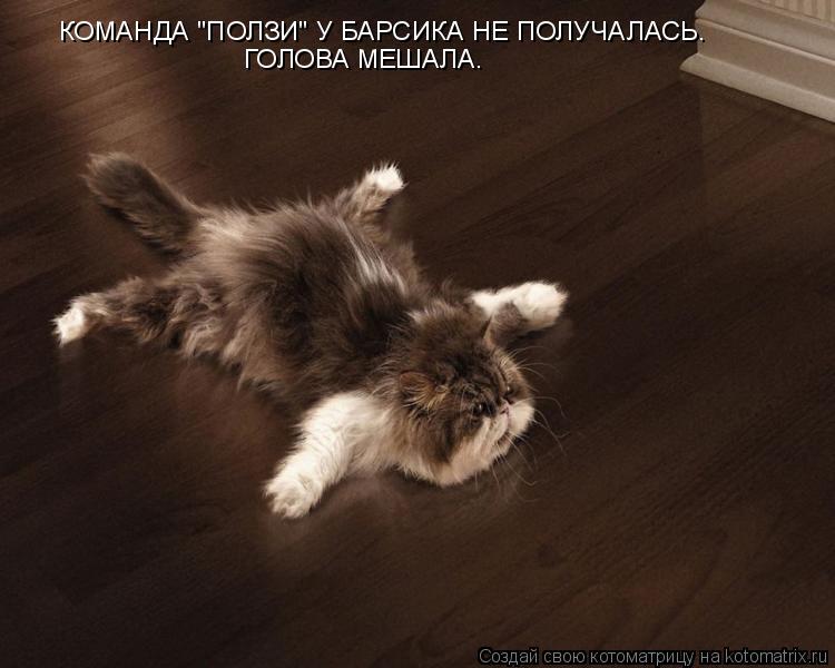 Котоматрица: КОМАНДА "ПОЛЗИ" У БАРСИКА НЕ ПОЛУЧАЛАСЬ. ГОЛОВА МЕШАЛА.