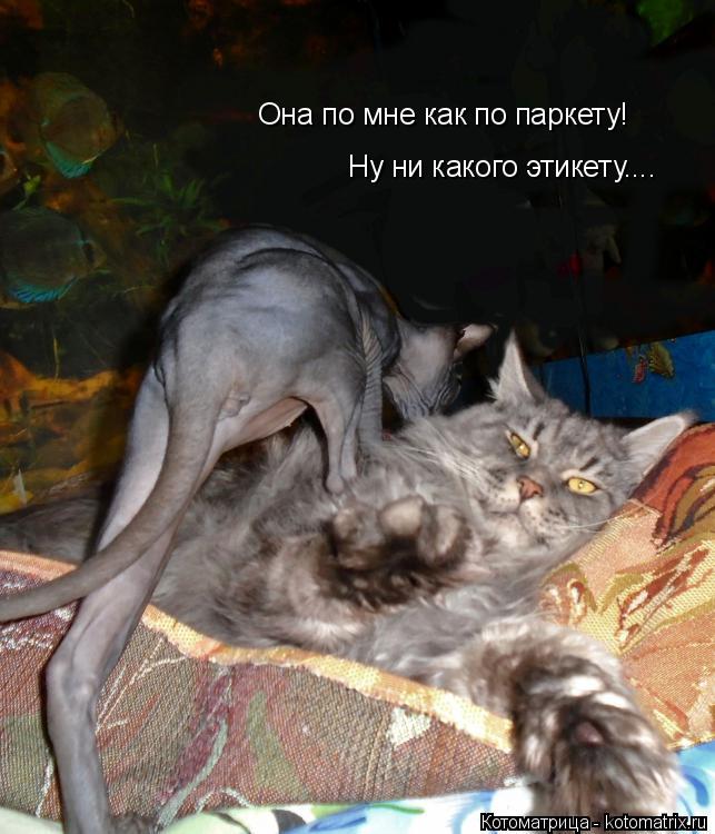 Котоматрица: Она по мне как по паркету! Ну ни какого этикету....