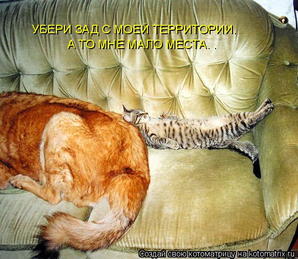 Котоматрица: УБЕРИ ЗАД С МОЕЙ ТЕРРИТОРИИ. А ТО МНЕ МАЛО МЕСТА. .