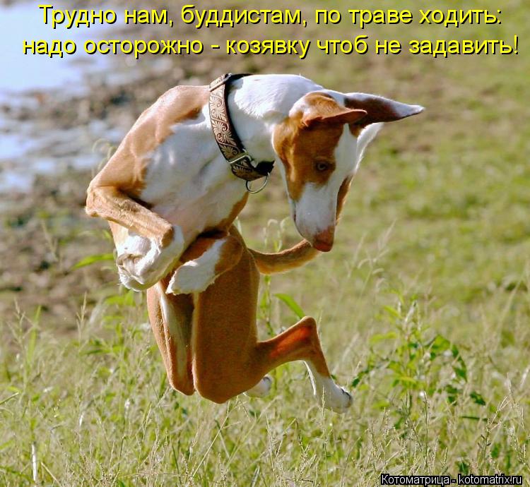 Котоматрица: Трудно нам, буддистам, по траве ходить: надо осторожно - козявку чтоб не задавить!