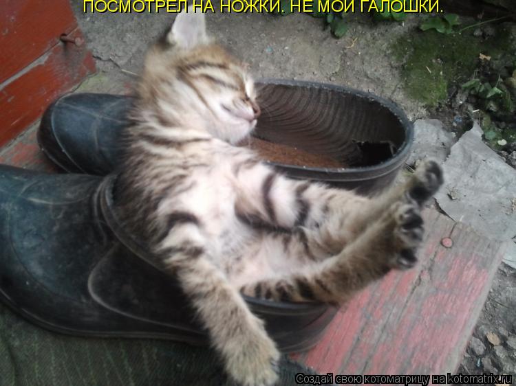 Котоматрица: ПОСМОТРЕЛ НА НОЖКИ. НЕ МОИ ГАЛОШКИ.