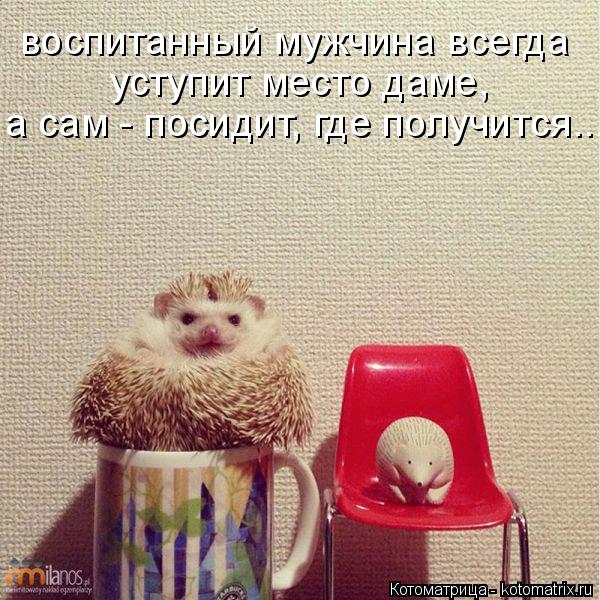 Котоматрица: воспитанный мужчина всегда уступит место даме, а сам - посидит, где получится...