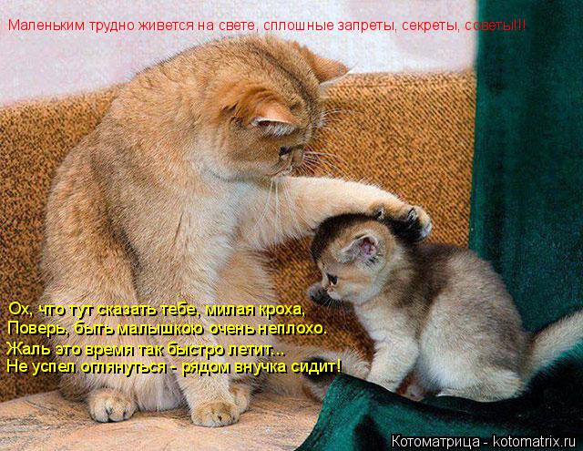 Котоматрица: Ох, что тут сказать тебе, милая кроха, Поверь, быть малышкою очень неплохо. Жаль это время так быстро летит...  Не успел оглянуться - рядом внуч