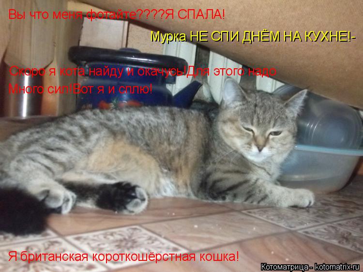 Котоматрица: Вы что меня фотайте????Я СПАЛА! Мурка НЕ СПИ ДНЁМ НА КУХНЕ!- Скоро я кота найду и окачусь!Для этого надо Много сил!Вот я и сплю! Я британская кор