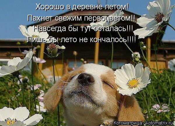 Котоматрица: Навсегда бы тут осталась!!! Лишь бы лето не кончалось!!!! Хорошо в деревне летом! Пахнет свежим первоцветом!!