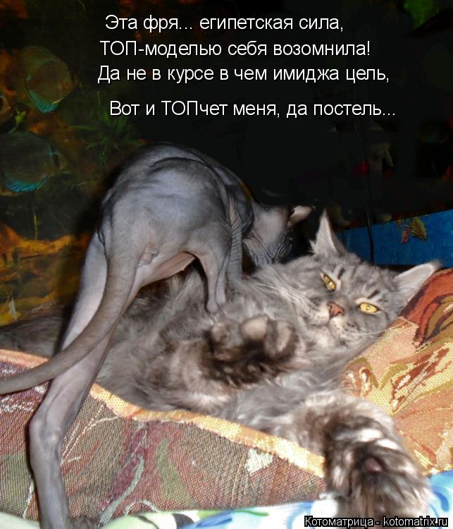Котоматрица: ТОП-моделью себя возомнила! Да не в курсе в чем имиджа цель, Эта фря... египетская сила, Вот и ТОПчет меня, да постель...