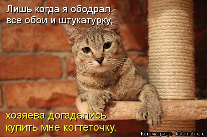 Котоматрица: Лишь когда я ободрал  все обои и штукатурку, хозяева догадались купить мне когтеточку.