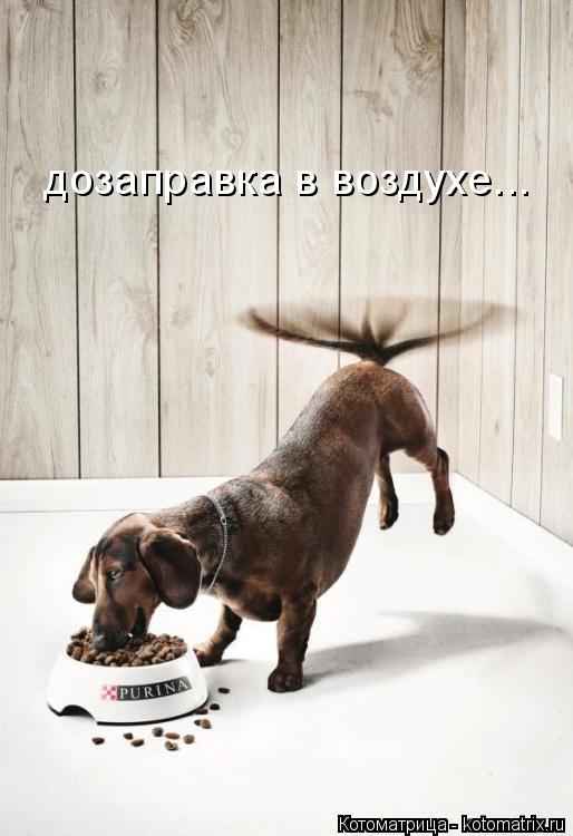 Котоматрица: дозаправка в воздухе...