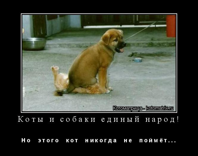 Котоматрица: Коты и собаки единый народ! Н о     э т о г о     к о т     н и к о г д а     н е     п о й м ё т . . .