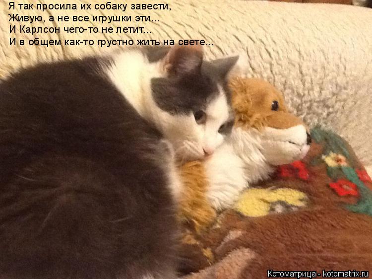 Котоматрица: Я так просила их собаку завести,  Живую, а не все игрушки эти... И Карлсон чего-то не летит... И в общем как-то грустно жить на свете...