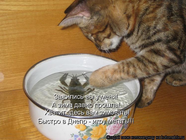 Котоматрица: Зажились вы у меня! А зима давно прошла! Хватит здесь вам зимовать! Быстро в Днепр - икру метать!!!