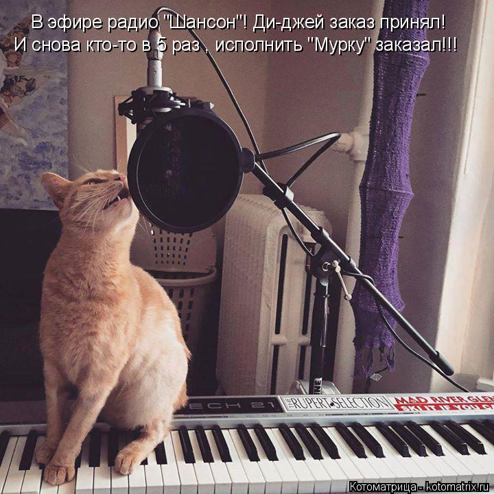 Котоматрица: И снова кто-то в 5 раз , исполнить "Мурку" заказал!!! В эфире радио "Шансон"! Ди-джей заказ принял!