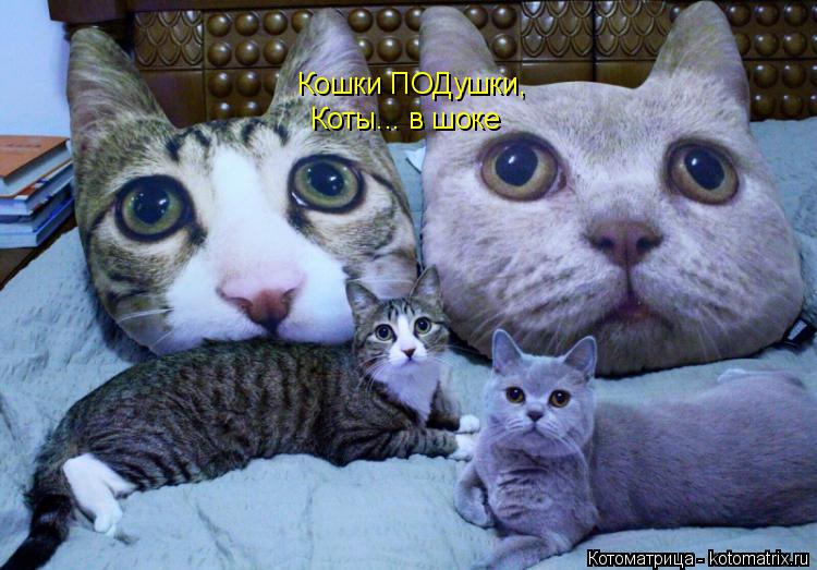 Кошки ПОДушки, Коты... в шоке... Котоматрица: Кошки ПОДушки, Коты... в шоке