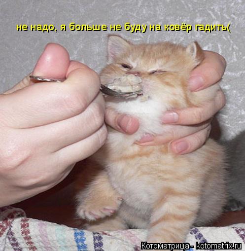 Котоматрица: не надо, я больше не буду на ковёр гадить(