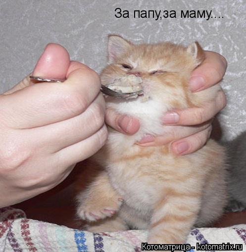 Котоматрица: За папу,за маму....