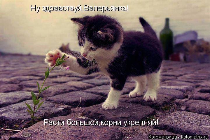Котоматрица: Ну здравствуй,Валерьянка! Расти большой,корни укрепляй!