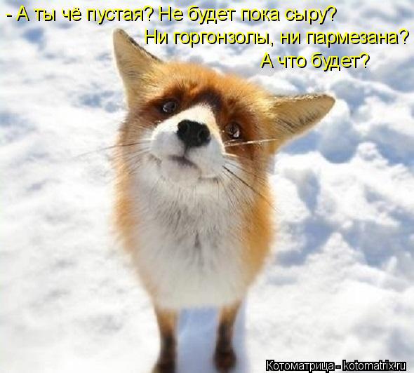 Котоматрица: - А ты чё пустая? Не будет пока сыру? Ни горгонзолы, ни пармезана? А что будет?