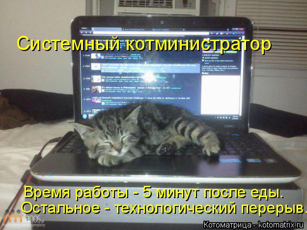 Котоматрица: Системный котминистратор Время работы - 5 минут после еды. Остальное - технологический перерыв.
