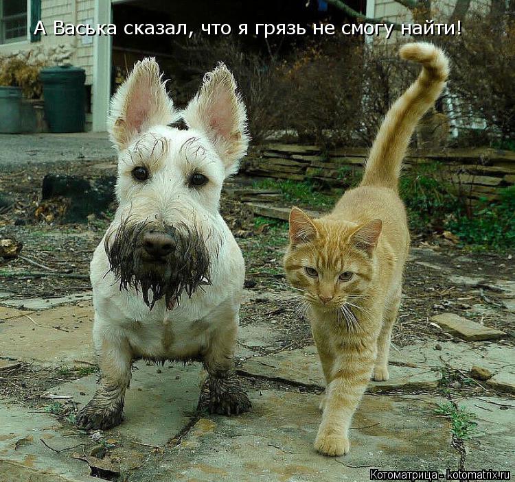 Котоматрица: А Васька сказал, что я грязь не смогу найти!