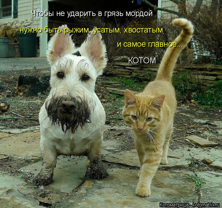 Чтобы не ударить в грязь мордой нужно быть рыжим, усатым, хвостатым и самое главное... КОТОМ... Котоматрица: Чтобы не ударить в грязь мордой нужно быть рыжим, усатым, хвостатым и самое главное... КОТОМ