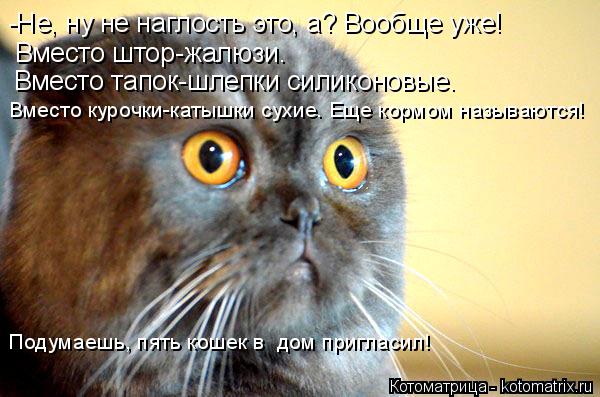 Котоматрица: -Не, ну не наглость это, а? Вообще уже! Вместо тапок-шлепки силиконовые. Вместо штор-жалюзи. Вместо курочки-катышки сухие. Еще кормом называют