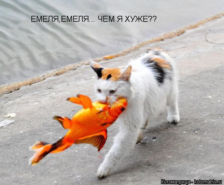 Котоматрица: ЕМЕЛЯ,ЕМЕЛЯ... ЧЕМ Я ХУЖЕ??