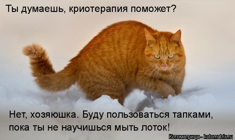 Котоматрица: Ты думаешь, криотерапия поможет? Нет, хозяюшка. Буду пользоваться тапками, пока ты не научишься мыть лоток!