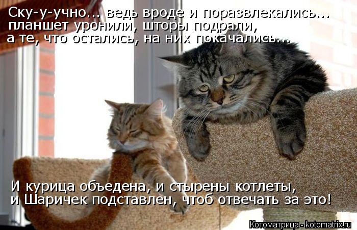 Котоматрица: Ску-у-учно... ведь вроде и поразвлекались... планшет уронили, шторы подрали,  а те, что остались, на них покачались... И курица объедена, и стырен