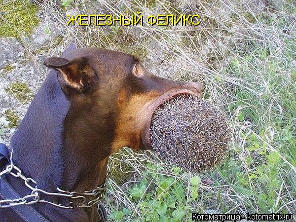 Котоматрица: ЖЕЛЕЗНЫЙ ФЕЛИКС