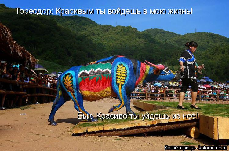 Котоматрица: Тореодор: Красивым ты войдешь в мою жизнь! Бык: Красиво ты уйдешь из нее!