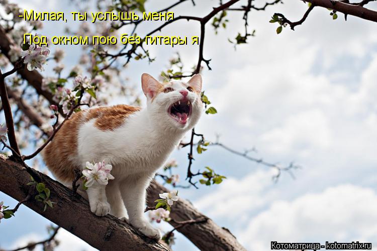 -Милая, ты услышь меня Под окном пою без гитары я... Котоматрица: -Милая, ты услышь меня Под окном пою без гитары я