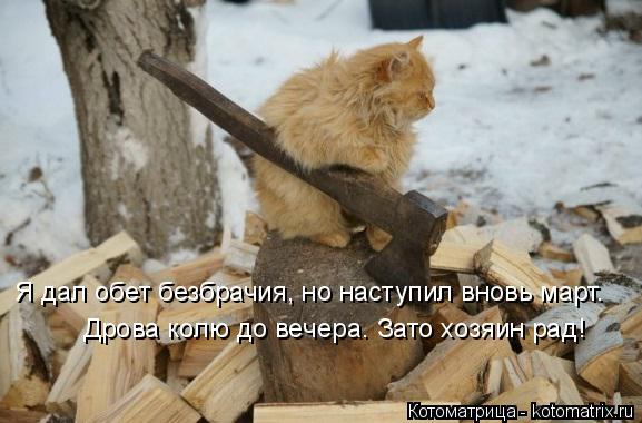 Котоматрица: Я дал обет безбрачия, но наступил вновь март. Дрова колю до вечера. Зато хозяин рад!