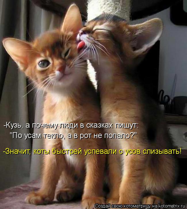 Котоматрица: -Кузь, а почему люди в сказках пишут: "По усам текло, а в рот не попало?" -Значит, коты быстрей успевали с усов слизывать!