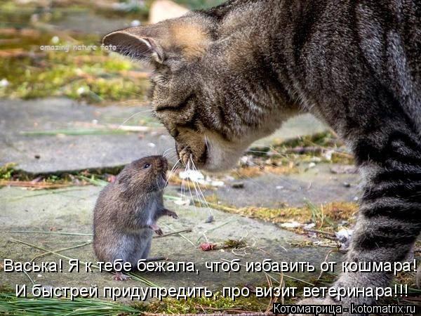 Котоматрица: Васька! Я к тебе бежала, чтоб избавить от кошмара! про везит ветеринара  И быстрей придупредить, про визит ветеринара!!!