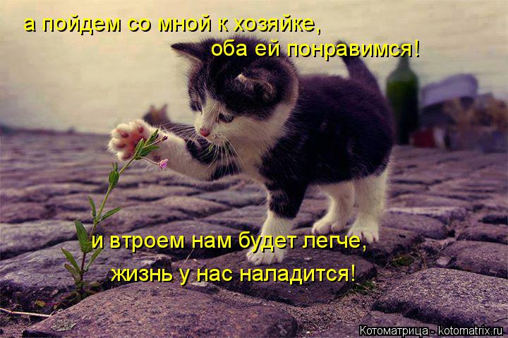 Котоматрица: а пойдем со мной к хозяйке, оба ей понравимся! жизнь у нас наладится! и втроем нам будет легче,