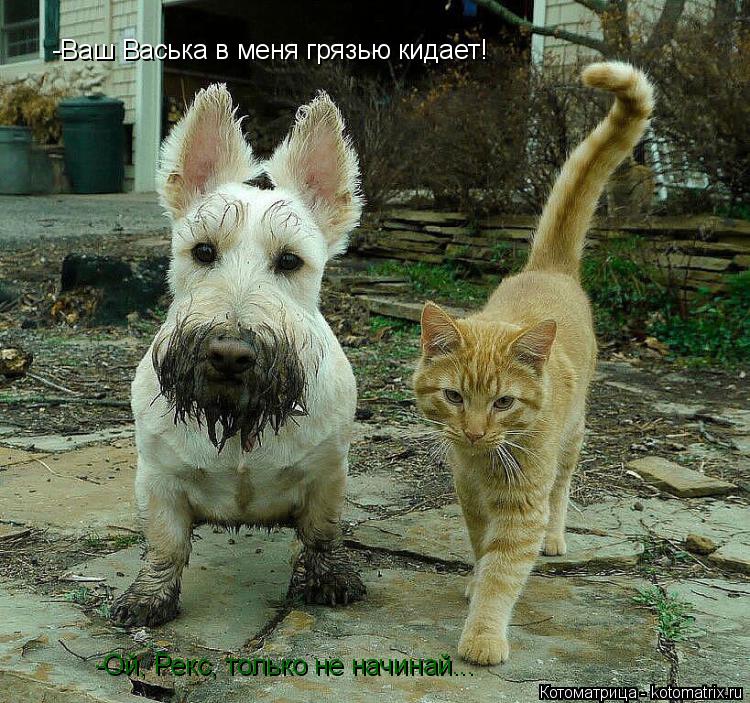 -Ваш Васька в меня грязью кидает! -Ой, Рекс, только не начинай...... Котоматрица: -Ваш Васька в меня грязью кидает! -Ой, Рекс, только не начинай...
