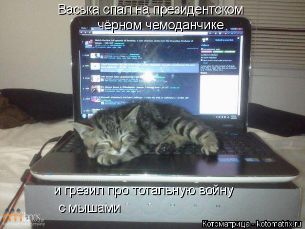 Котоматрица: Васька спал на президентском чёрном чемоданчике и грезил про тотальную войну с мышами