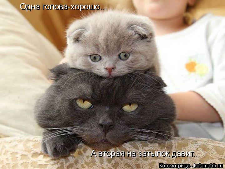 Одна голова-хорошо... А вторая на затылок давит...... Котоматрица: Одна голова-хорошо... А вторая на затылок давит...
