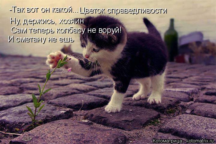 -Так вот он какой... Цветок справедливости Ну, держись, хозяин Сам теперь колбасу не воруй! И сметану... Котоматрица: -Так вот он какой... Цветок справедливости Ну, держись, хозяин Сам теперь колбасу не воруй! И сметану не ешь