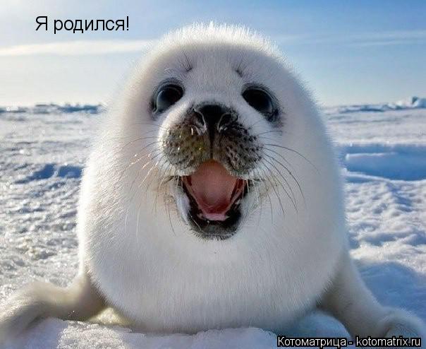Котоматрица: Я родился!