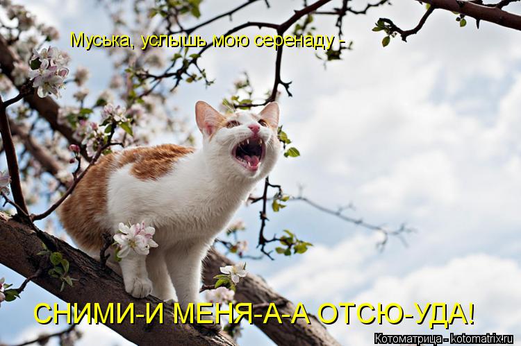 Муська, услышь мою серенаду - СНИМИ-И МЕНЯ-А-А ОТСЮ-УДА!... Котоматрица: Муська, услышь мою серенаду - СНИМИ-И МЕНЯ-А-А ОТСЮ-УДА!