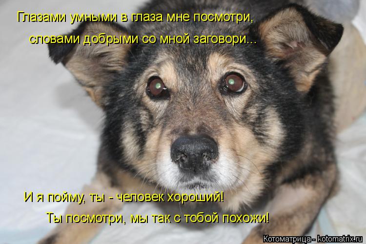 Котоматрица: Глазами умными в глаза мне посмотри, словами добрыми со мной заговори... И я пойму, ты - человек хороший! Ты посмотри, мы так с тобой похожи!