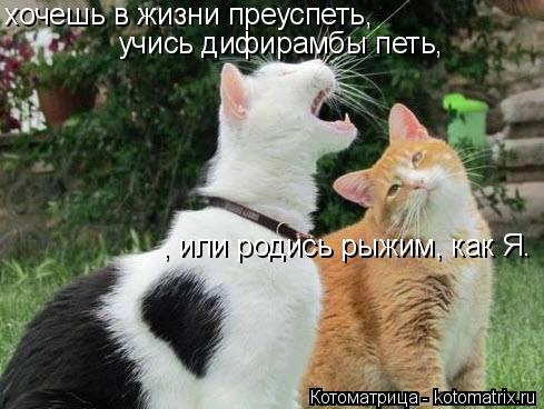 Котоматрица: хочешь в жизни преуспеть,  учись дифирамбы петь, , или родись рыжим, как Я.