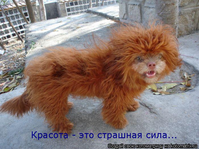 Котоматрица: Красота - это страшная сила...